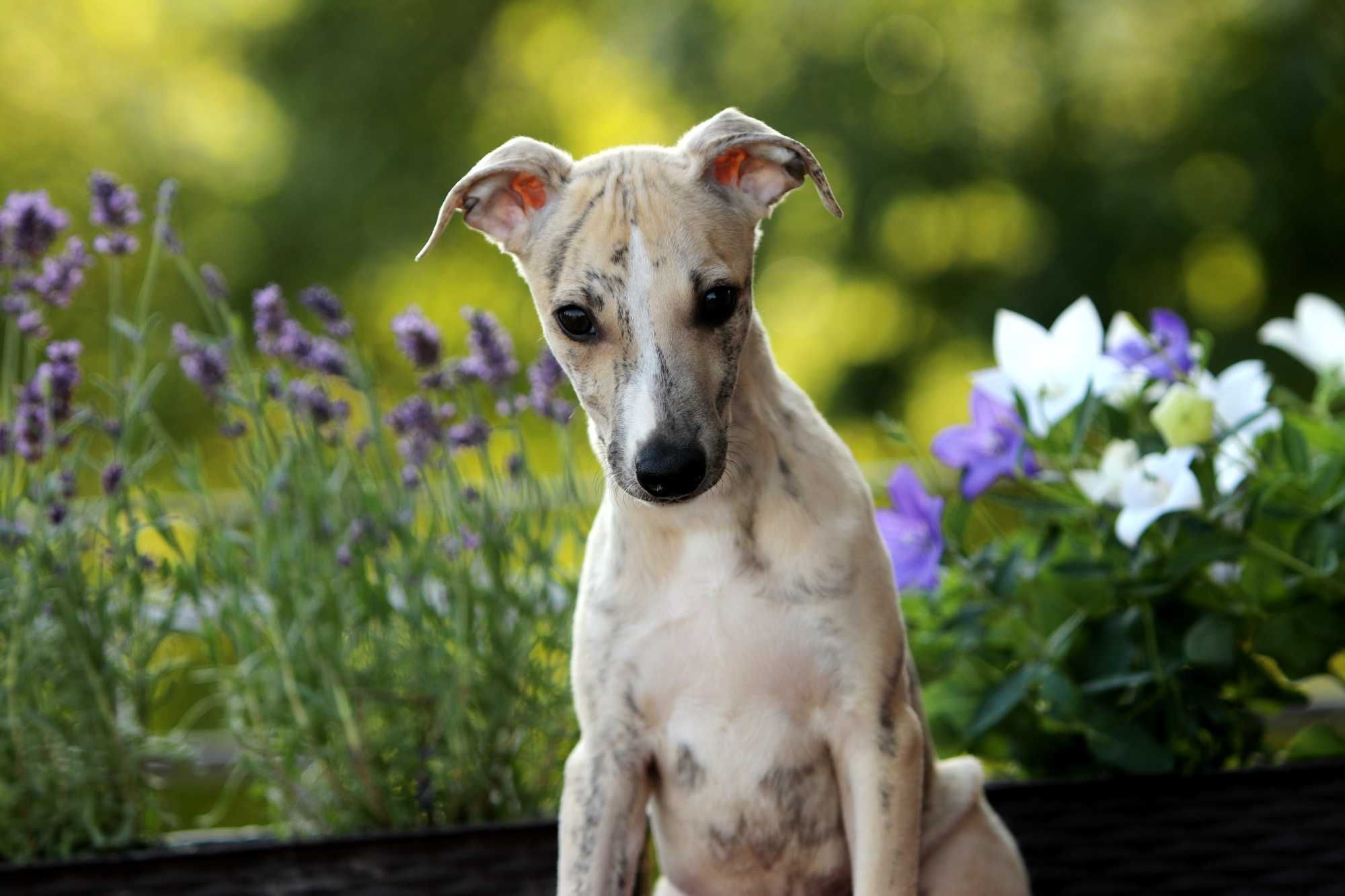 Whippet Chart angielski ZKwP/FCI śliczny piesek PORVENIR "Venio"