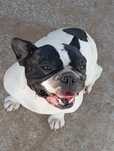 Bulldog francesa adulta