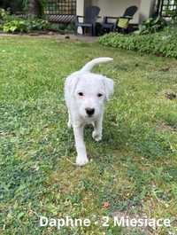 Parson Russell Terrier - Sunia