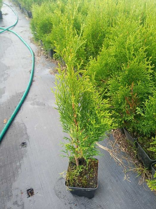 Tuja Szmaragd Doniczka 40 50 cm z dowozem żywopłot Lublin  SADZIMY