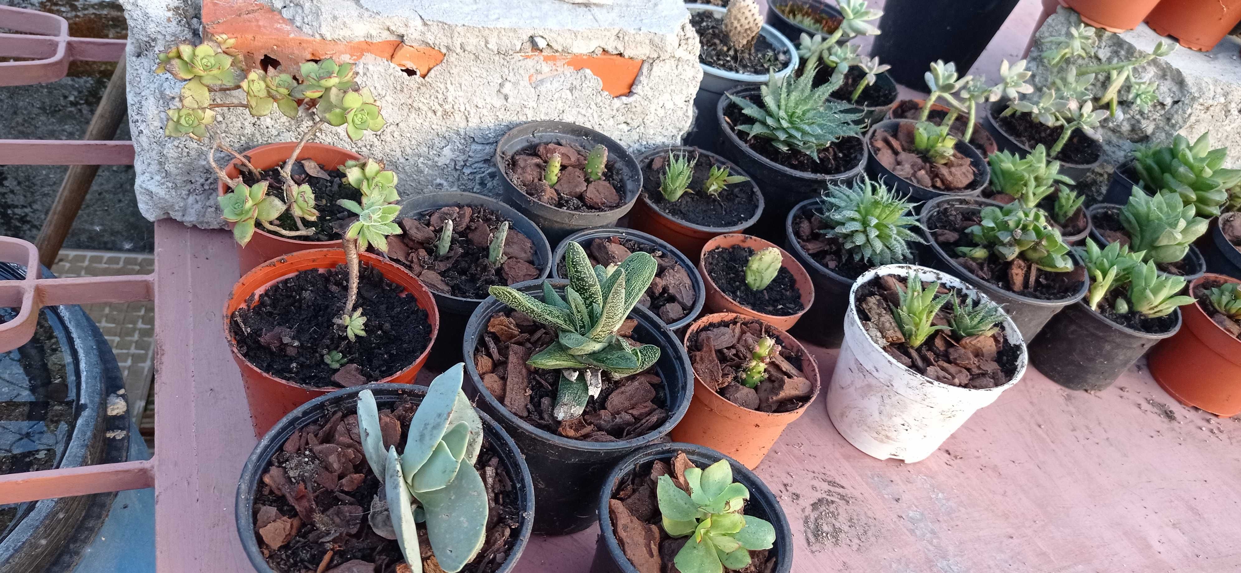 Cactos, suculentas e plantas diversas