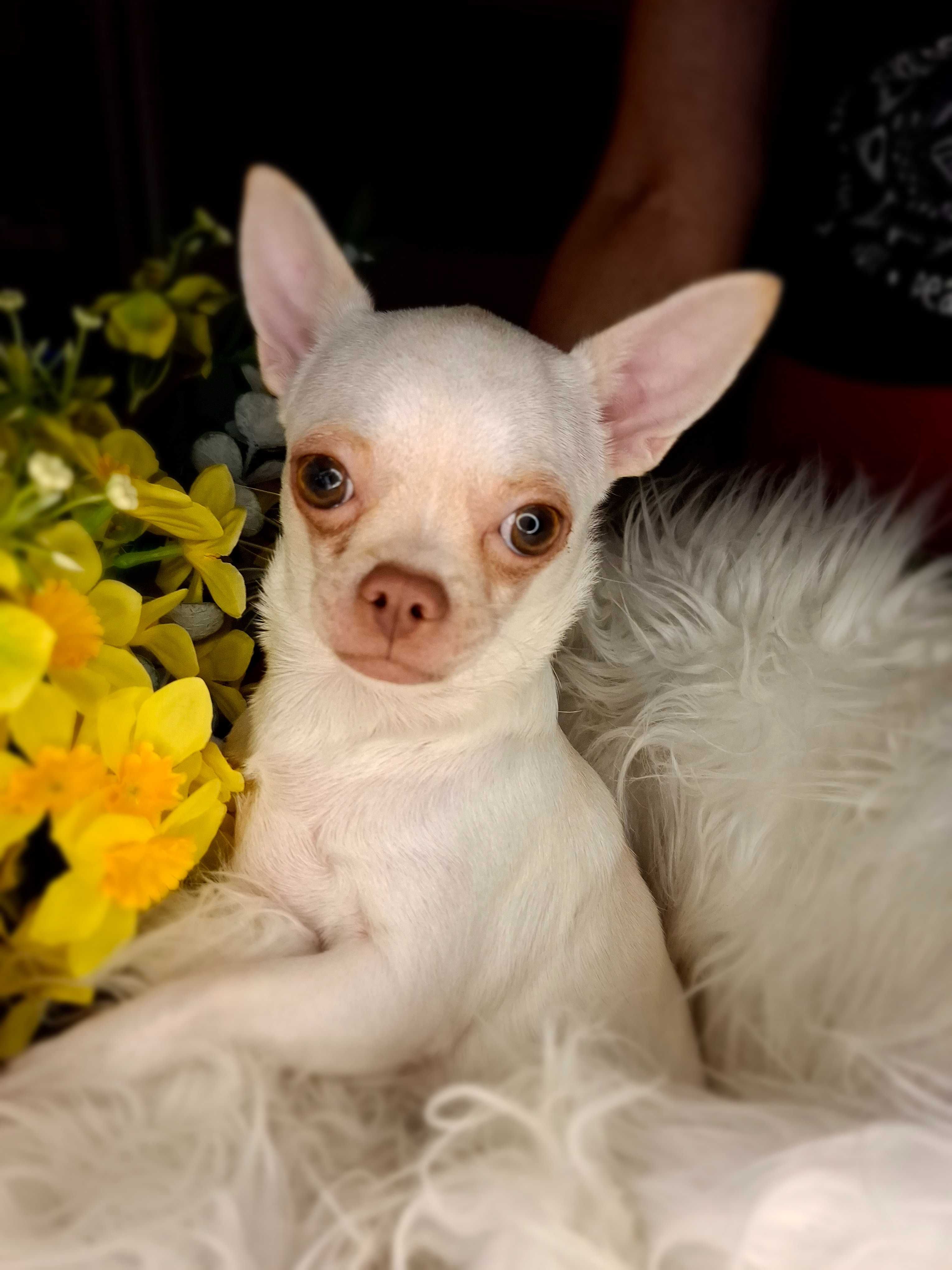 Przepiękna sunia chihuahua