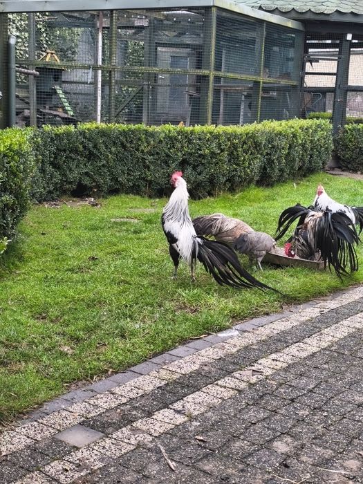 Sprzedam kury rasy onagadori