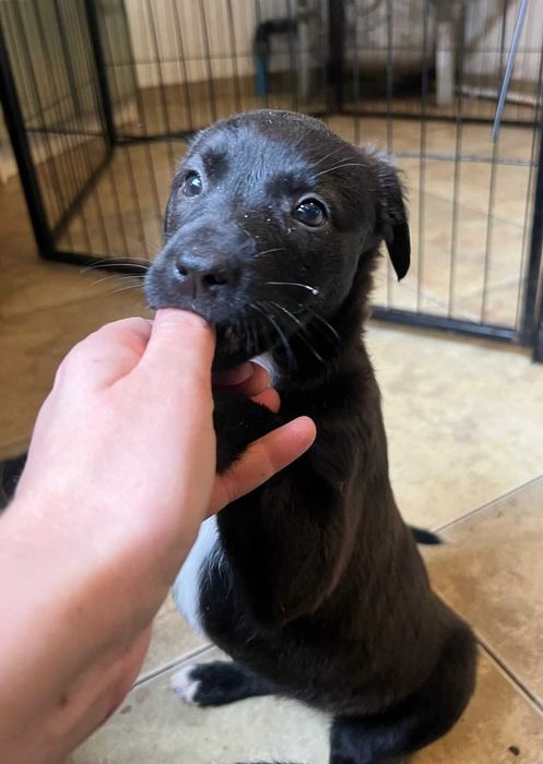 Szczeniaki szukają domów