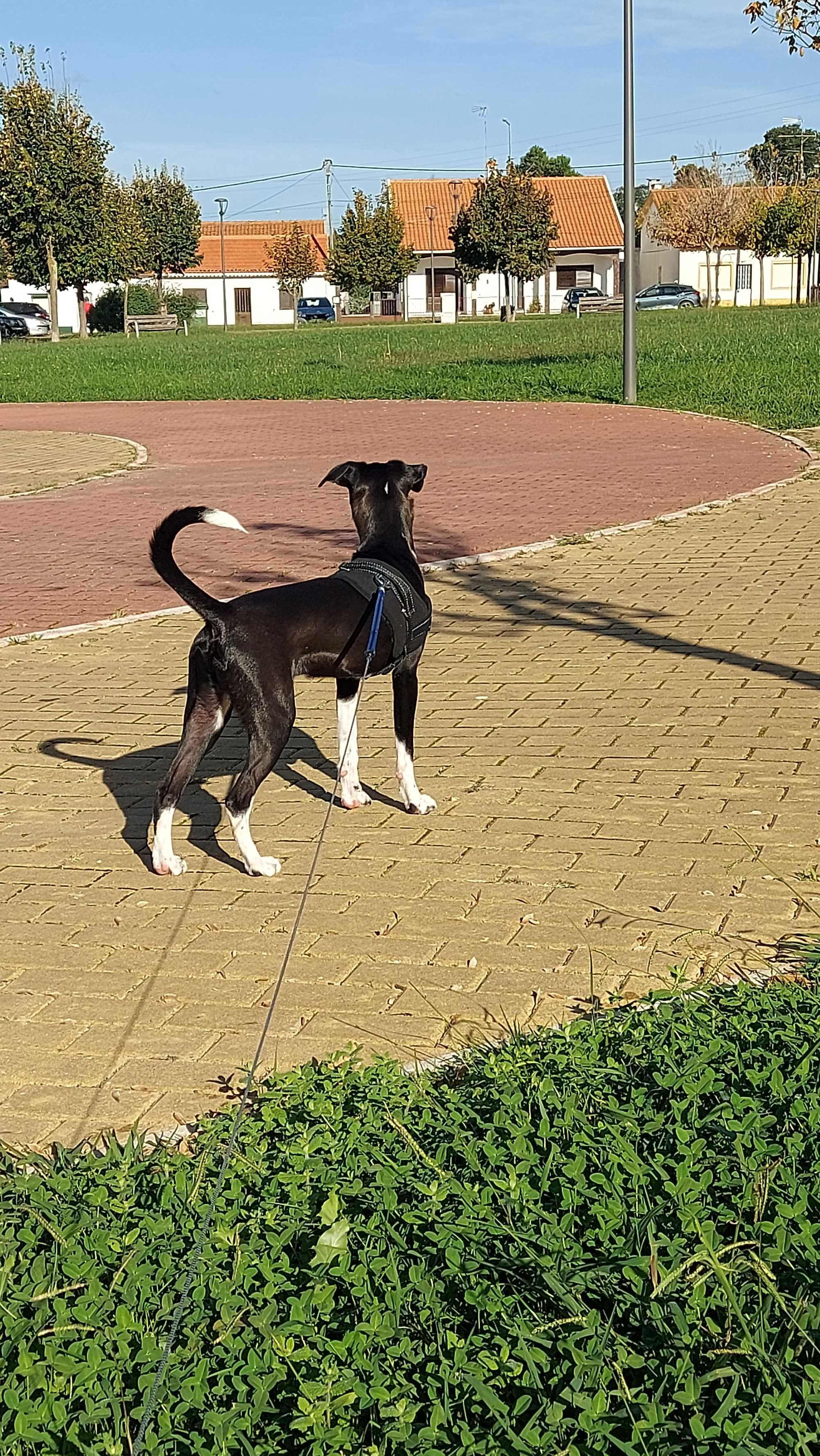 Cachorro para adoção