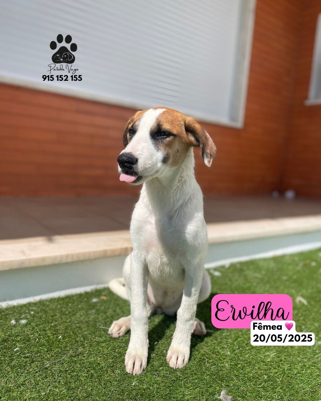 Ervilha - cachorra de 3 meses para adoção