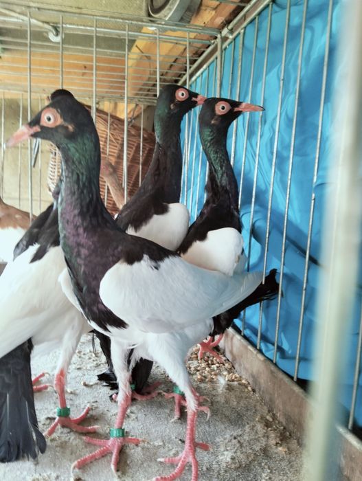 Sprzedam sroki czarne i żółte 2025