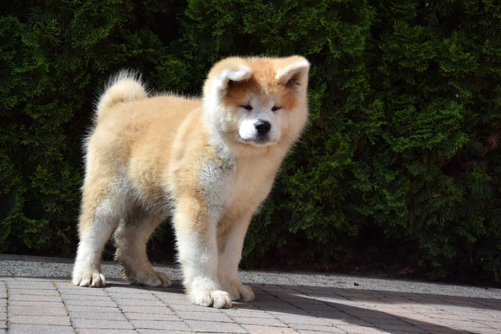 Akita INU Szczeniak