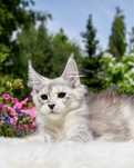 Piękna srebrzysta kotka maine coon