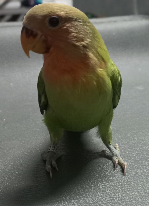 Agapornis criado a mão