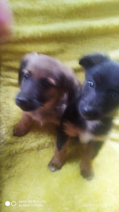 Цуценята шукають родину