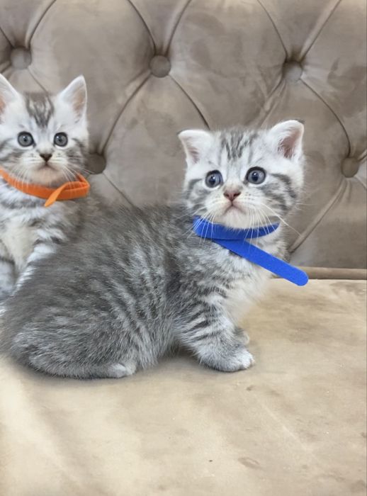 Шотландські кошенята