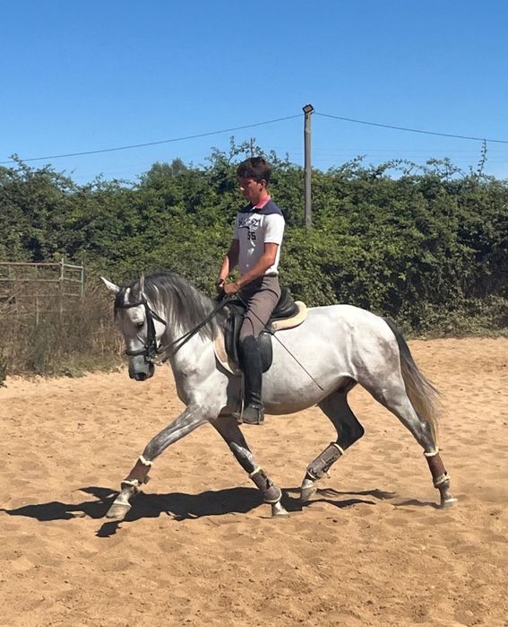 Poldro lusitano de 4 anos