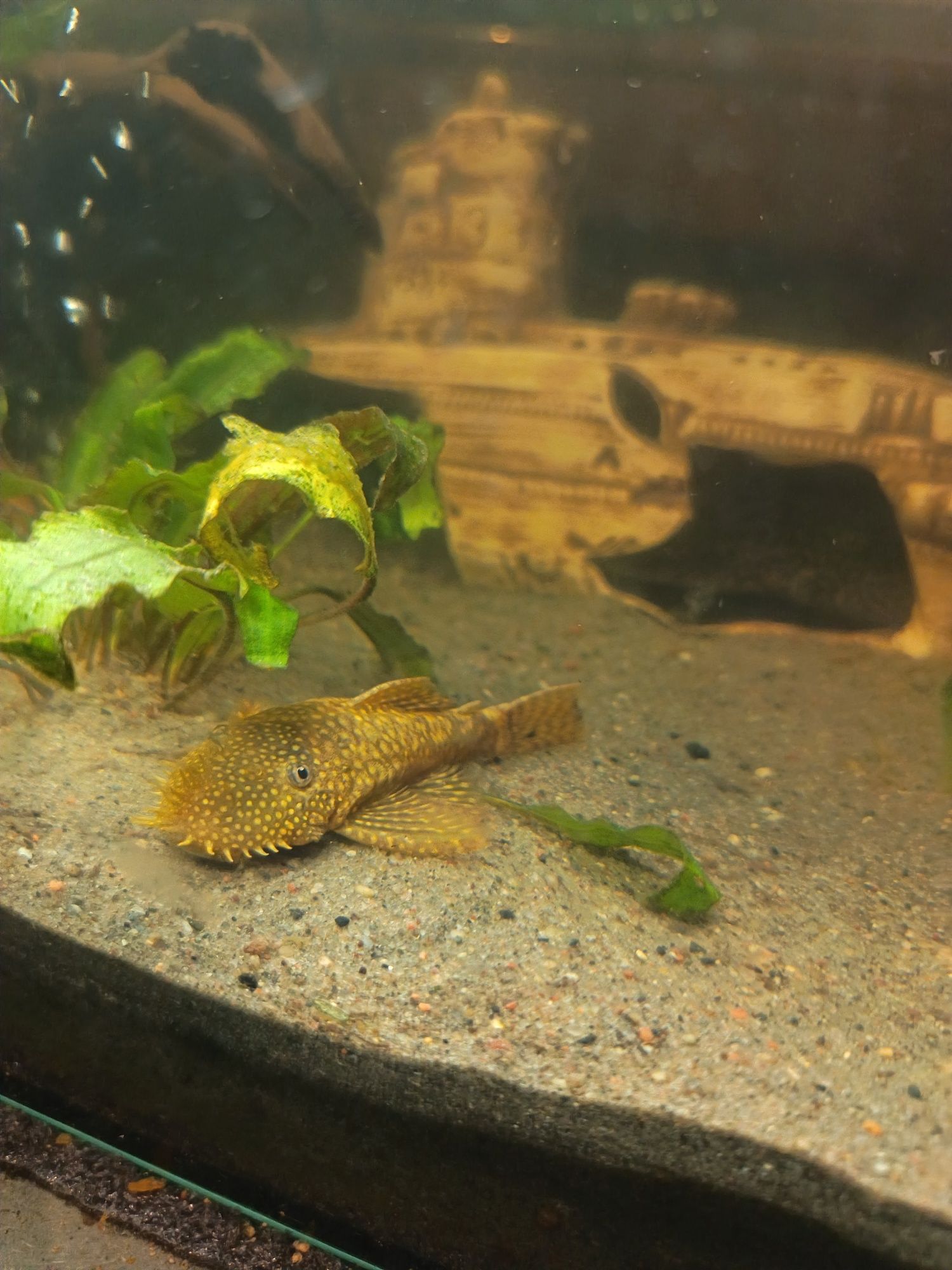Akwarium 50L  bez ryb