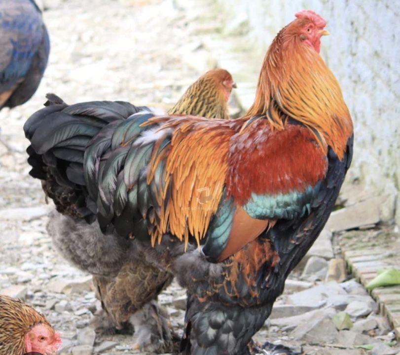 Galos raca brahama perdiz
