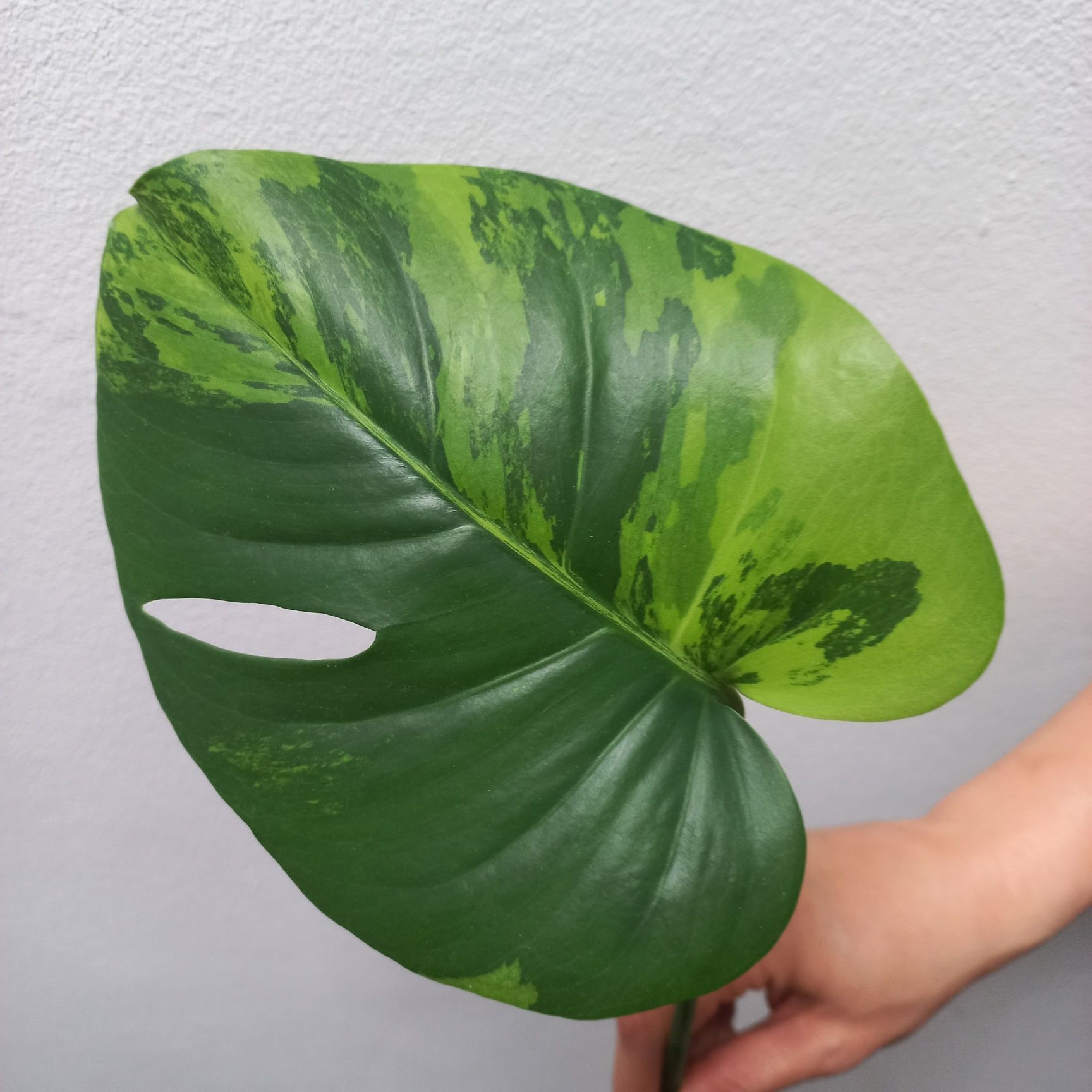 Monstera GOG Green On Green
