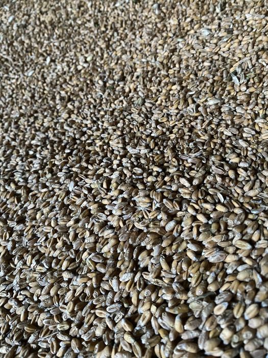 Pszenżyto,Owies i Pszenica sprzedam