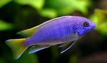 Pyszczaki Pseudotropheus acei luwala