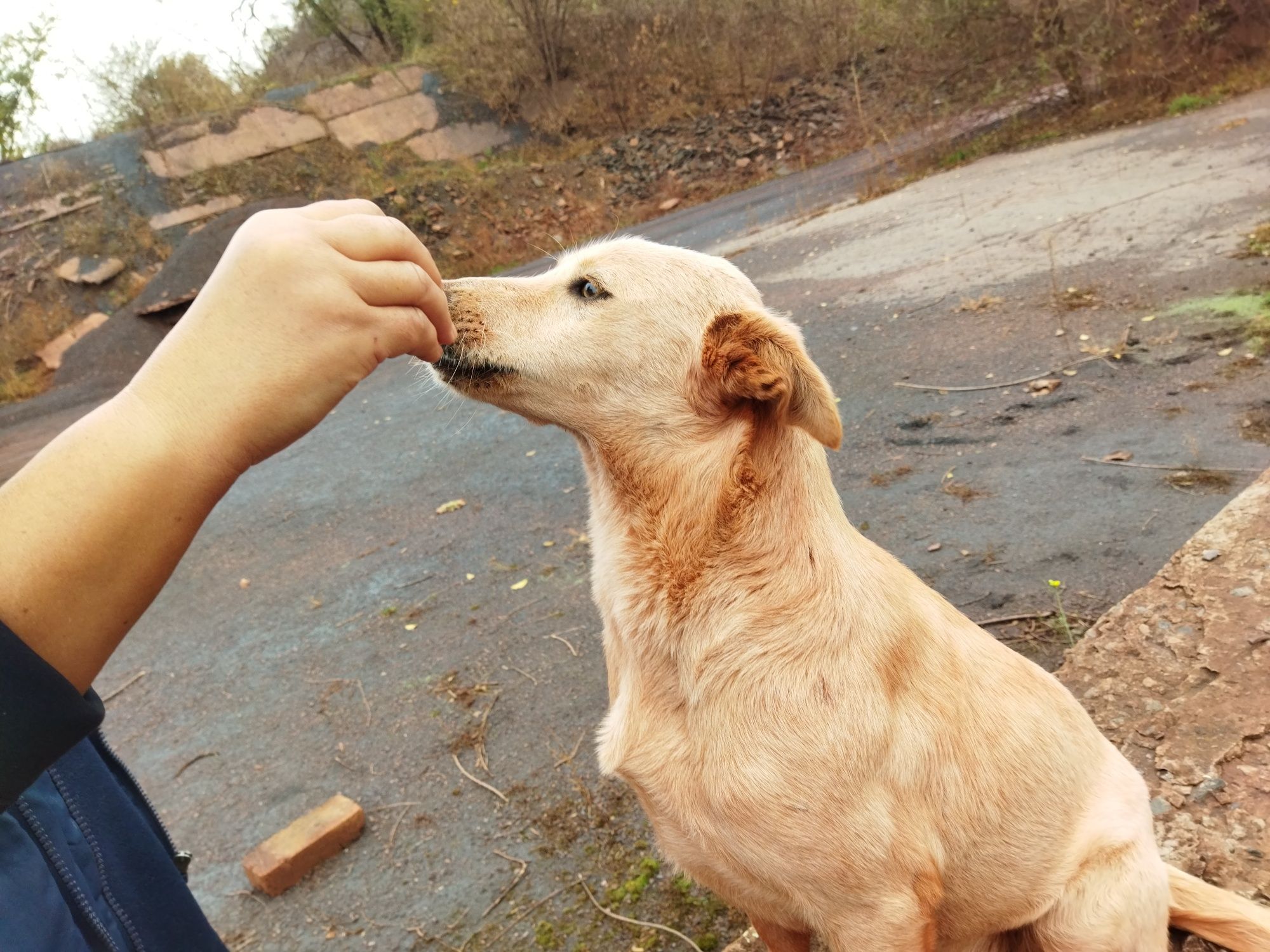 Собачка шукає дім