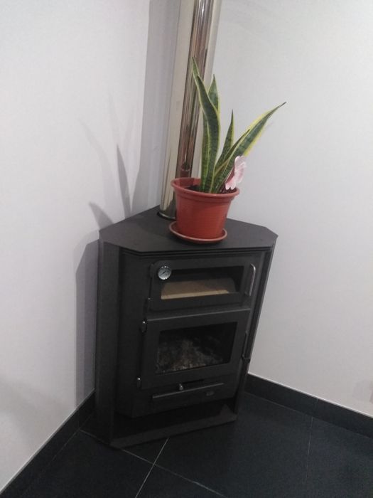 Salamandra em bom estado