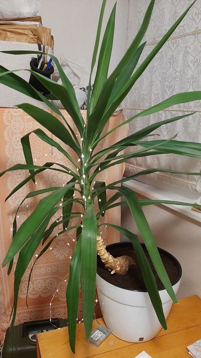 Юкка пальма с горшком