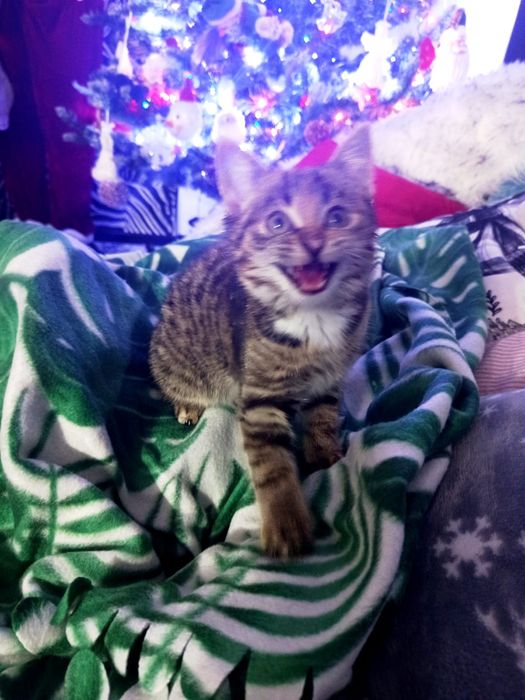 Mała kotka szuka domu niewychodzącego