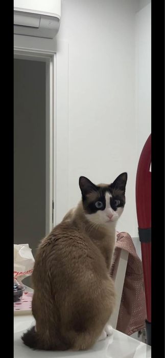 Gatinha Snowshoe para Adoção