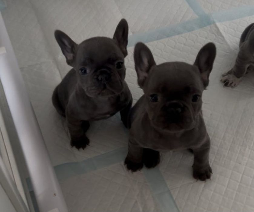 Buldog Francuski Szczeniak Blue