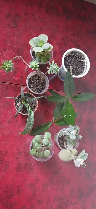 Гемантус Монстера. Міні садочок із сукулентів
