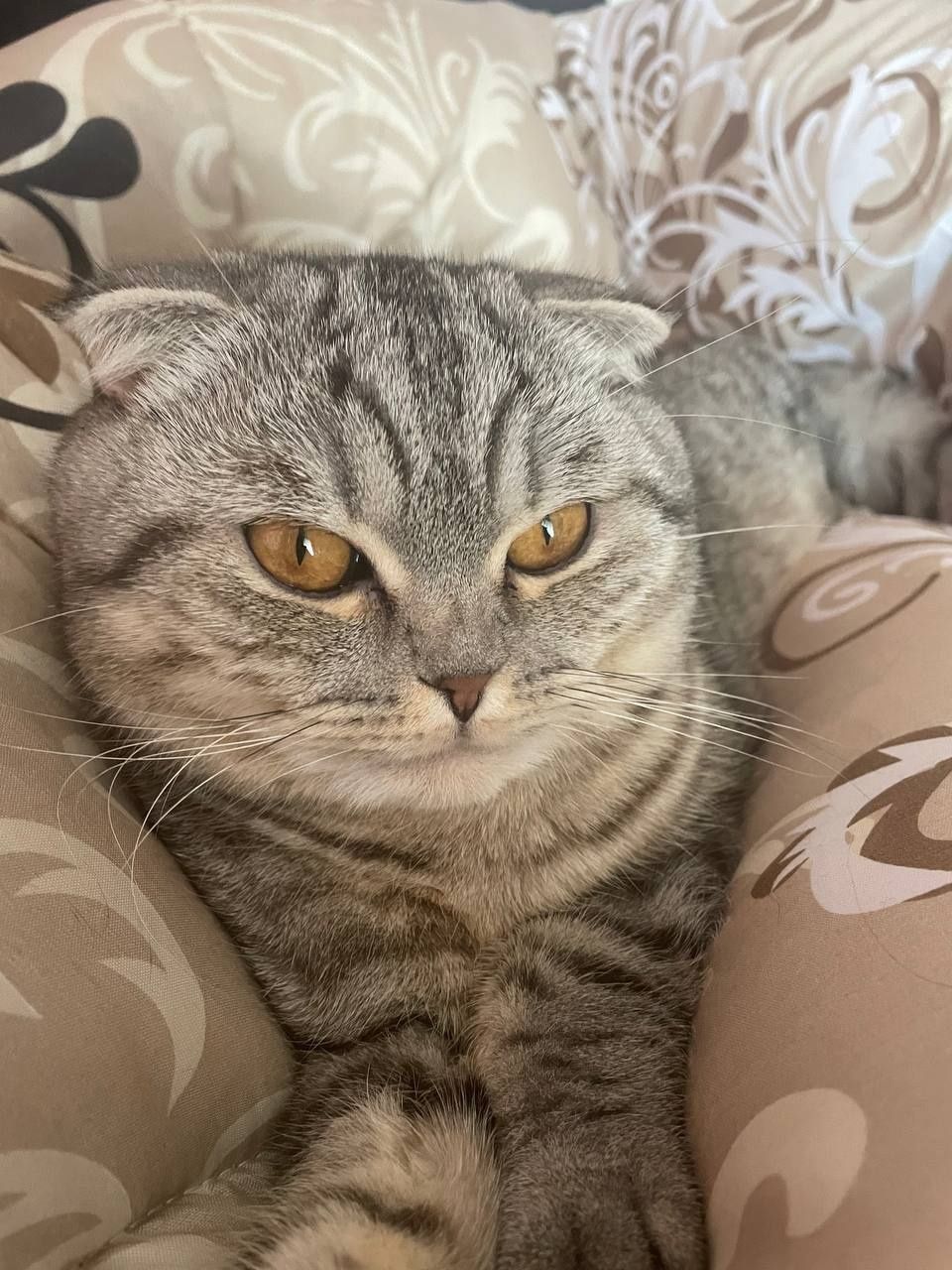 Вязка веслоухий шотландец