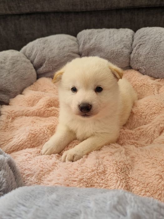 Shiba inu piesek kremowy rezerwacja