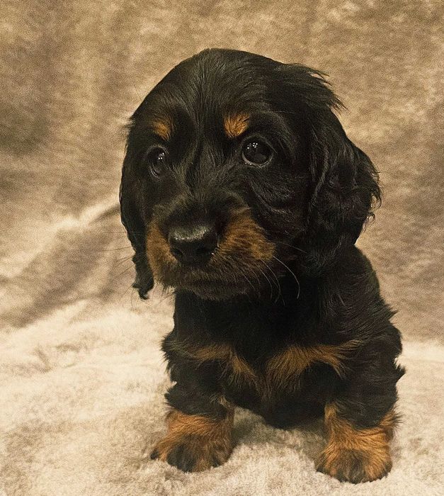 Jamnik Długowłosy Miniaturowy/Króliczy ZKwP FCI