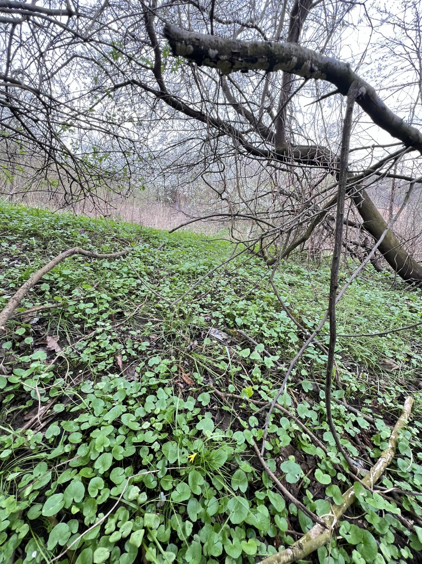 Терміновий продаж ! Ділянка під Будівництво . Вовчухи