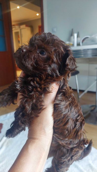 Rosyjska Bolonka kolorowa FCI