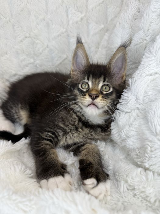 Kotka Maine Coon Felis/FiFe