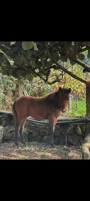 Vendo poldro garrano