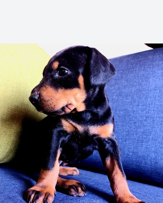Doberman- suczka