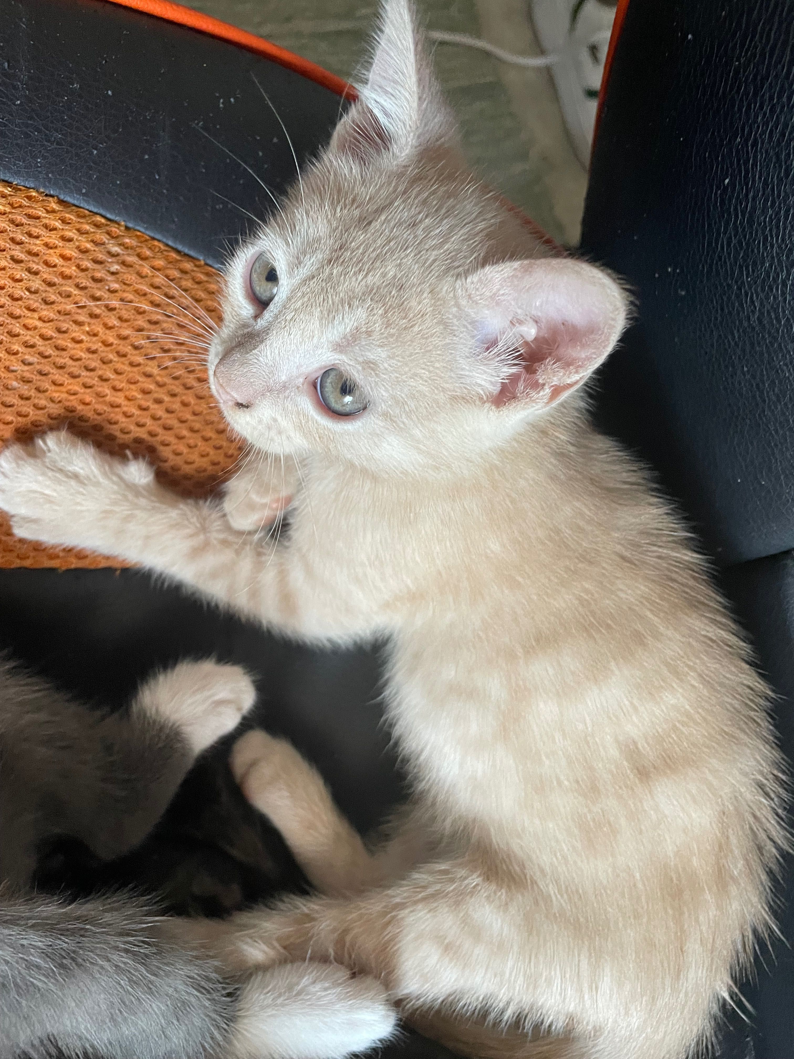 Dasse gatinhos bebés