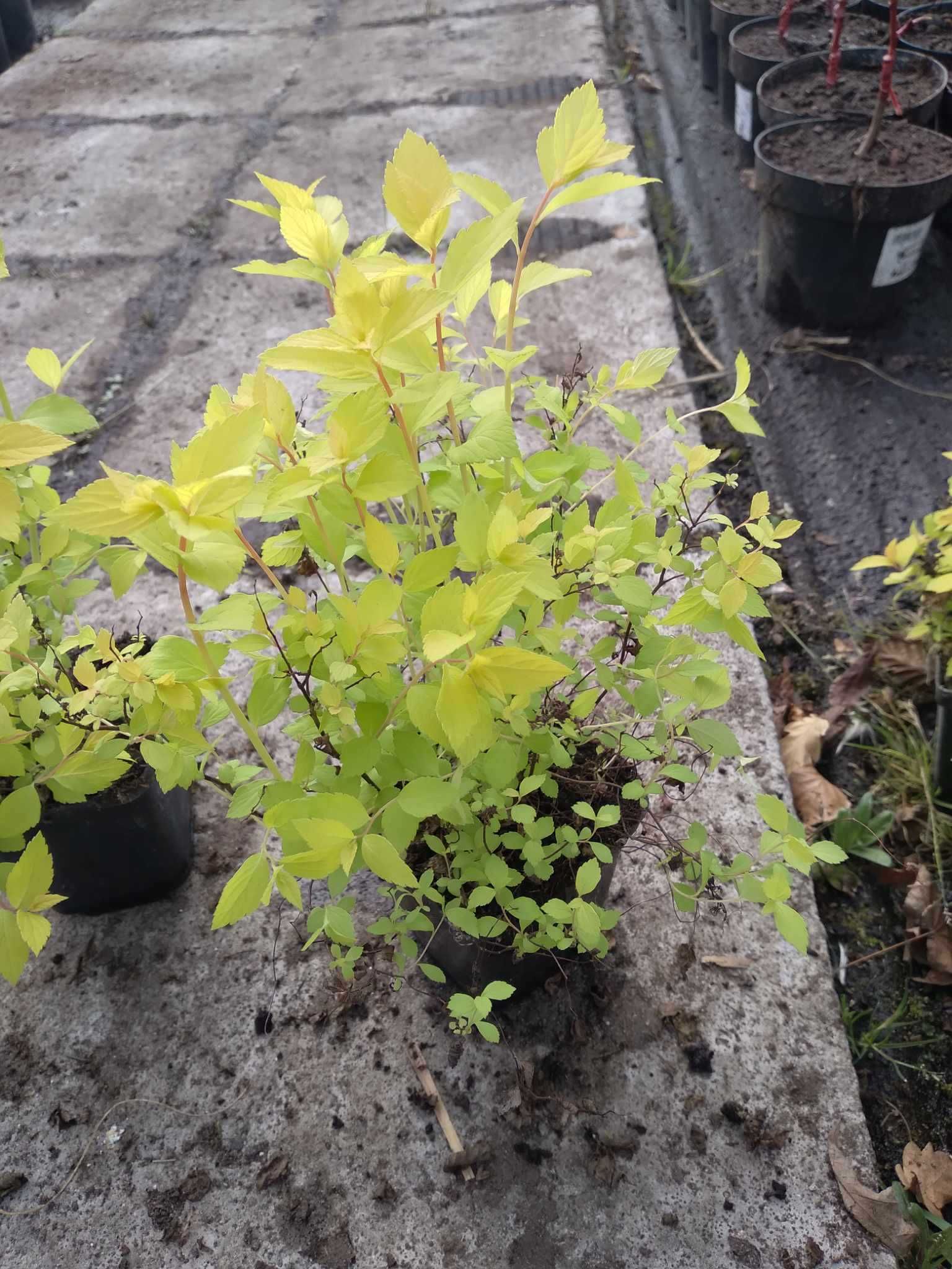 Tawuła japońska `Goldmound` Spiraea japonica P9