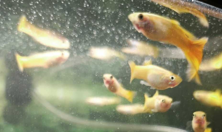 Guppy Micariff Yellow