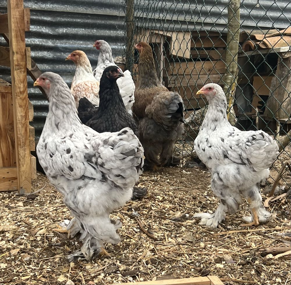 Ovos para Incubação de várias raças e pintos BRAHMA