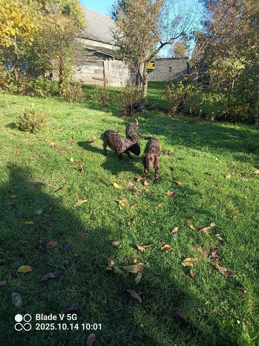 Suka...Płochacz Niemiecki.Wachtelhund