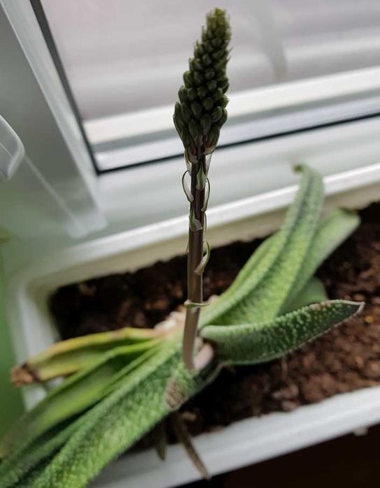 041. Gasteria sukulent, sukulenty, kaktus