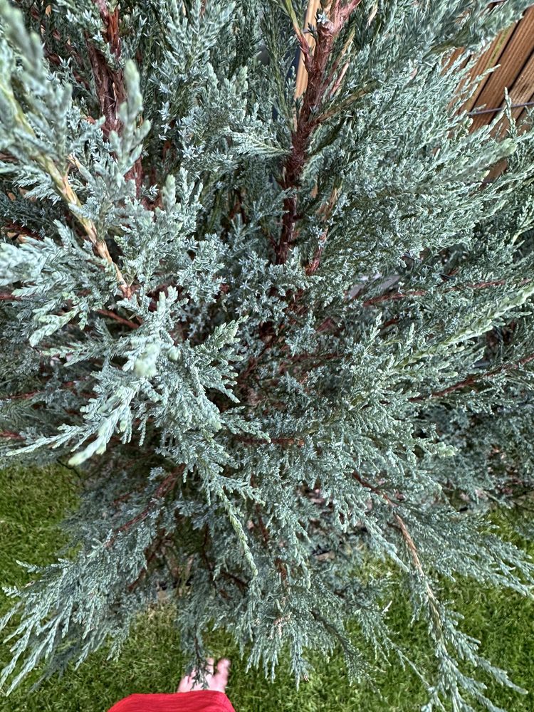 Jałowiec skalny BLUE ARROW min. 180 cm