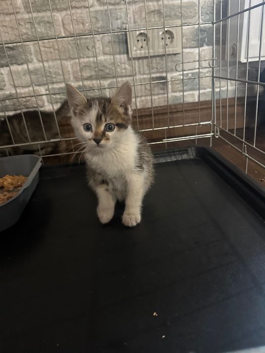 Котенок, котик отдам,  2 мес, срочно ищет дом!