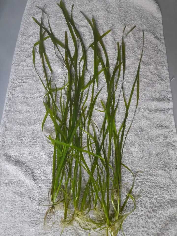Trawa do akwarium roślina nurzaniec valisneria spiralis trawka