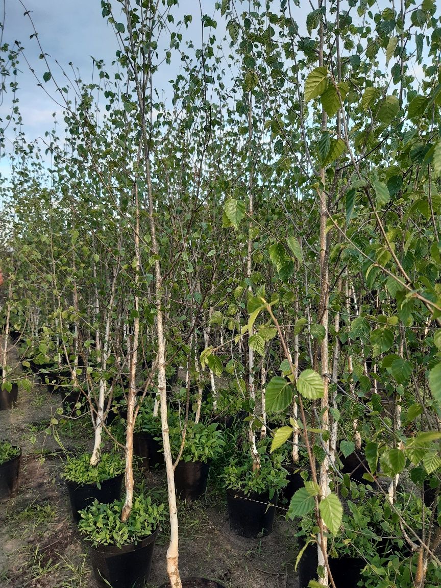 Brzoza pożyteczna dorębos 200-250 cm