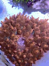 Anemona RBTA bubble tip coral