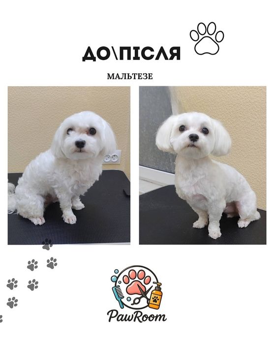 Послуги грумінгу, грумінг, грумер, стрижка котів собак