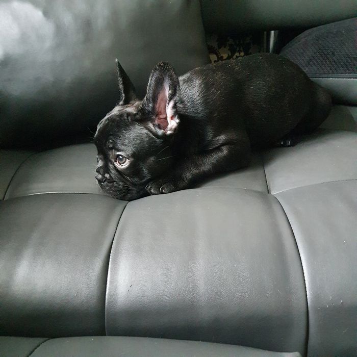 Хлопчик та дівчинка DARK BRINDLE/ CHOCO BRINDLE - TOP-якості